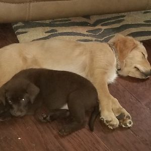 Meet your Posher, Jennie